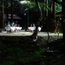 神峯山寺