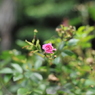 薔薇⑦