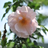 薔薇⑧