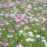 小岩菖蒲園＃５