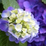 changing the color to deep purple