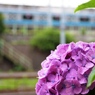 車窓に映るほんのり紫陽花