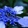 紫陽花１