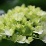 紫陽花２