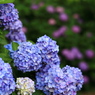 紫陽花３