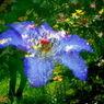 花夢