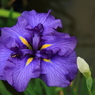小岩菖蒲園＃１１