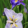 小岩菖蒲園＃１３