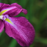 小岩菖蒲園＃１５