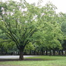 DSC00155