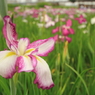 小岩菖蒲園＃２０
