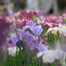 小岩菖蒲園＃２１