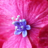 6月の花　～あじさい