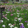 小岩菖蒲園＃２９