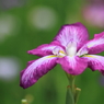 小岩菖蒲園＃３５