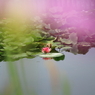 小岩菖蒲園＃３８