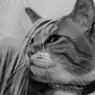 あんにゅい猫