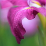 小岩菖蒲園＃４２