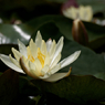 白一点