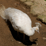 白鳥？？