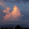 夕暮れのサギ
