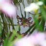 小岩菖蒲園＃４６