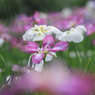 小岩菖蒲園＃４７