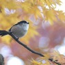 もみじと。。。