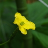 黄花の野菜-ゴーヤ