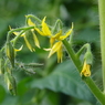 黄花の野菜-トマト