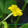 黄花の野菜-きゅうり