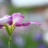 小岩菖蒲園＃４８