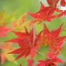 仏通寺の紅葉