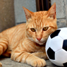 サッカーやらないから