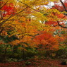 深い紅葉