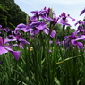 花菖蒲20景１