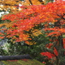 紅葉庭