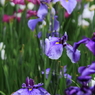 小岩菖蒲園＃５３