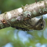 コゲラ(小啄木鳥)in糺の森