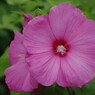 芙蓉