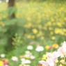 「my sweet lily」
