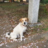 友人家の愛犬