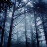 森の霧雨
