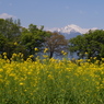 菜の花畑と常念岳