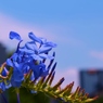 青