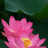 大賀蓮　２