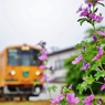 初夏の花とメロス②