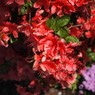 道端の花