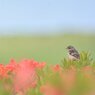 レンゲツツジと幼鳥