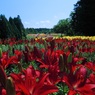 HANA・HANA 72 (Lily)　